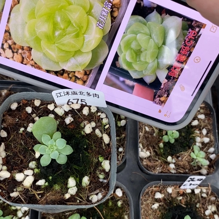 标645花开财富c10一个