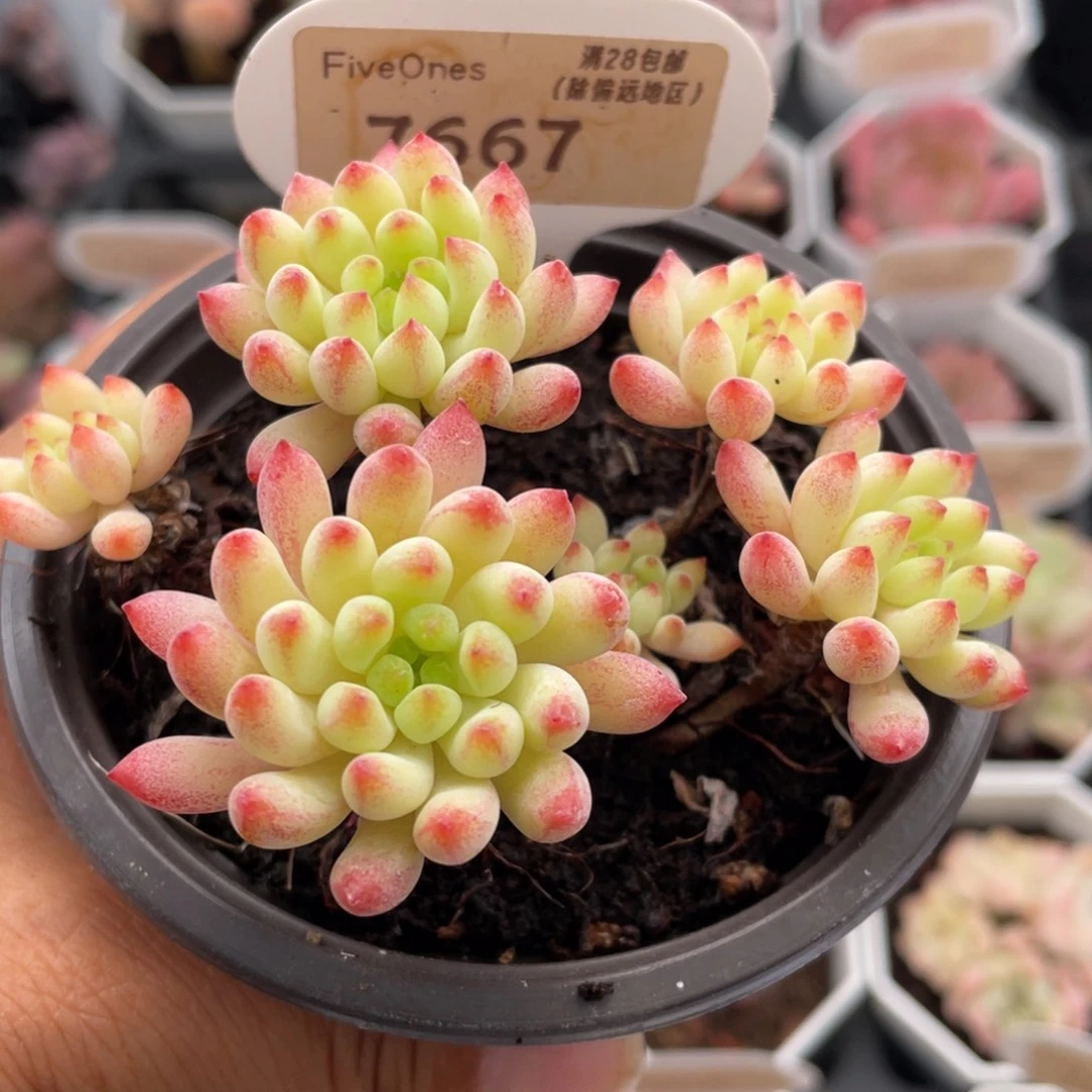 烟花7667-8.5厘米