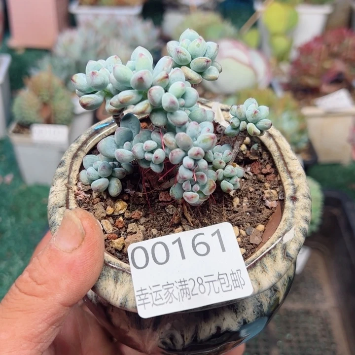 幸运的是我的朋友