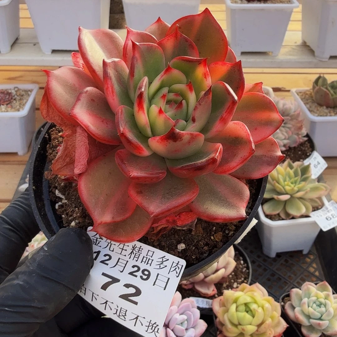 1229-72弗朗明戈锦