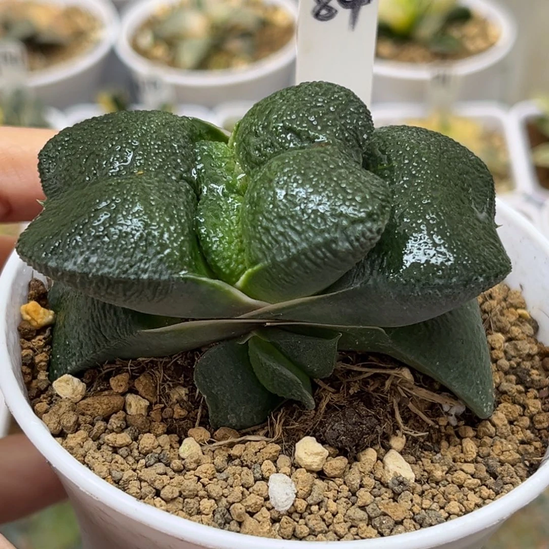 84厚叶蝴蝶卧牛带仔福利专场