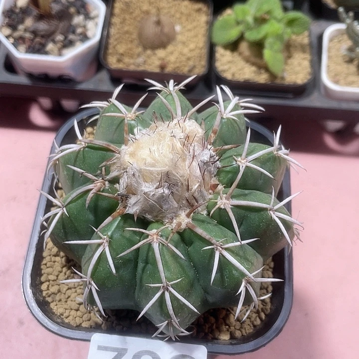 798实生大铃木圆盘玉