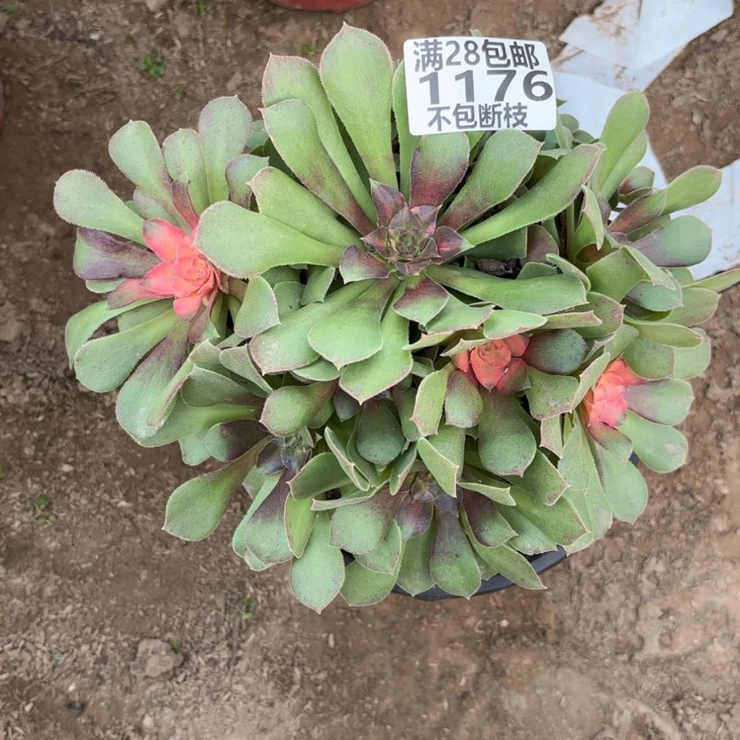 M. 1176流星雨多肉植物。ca