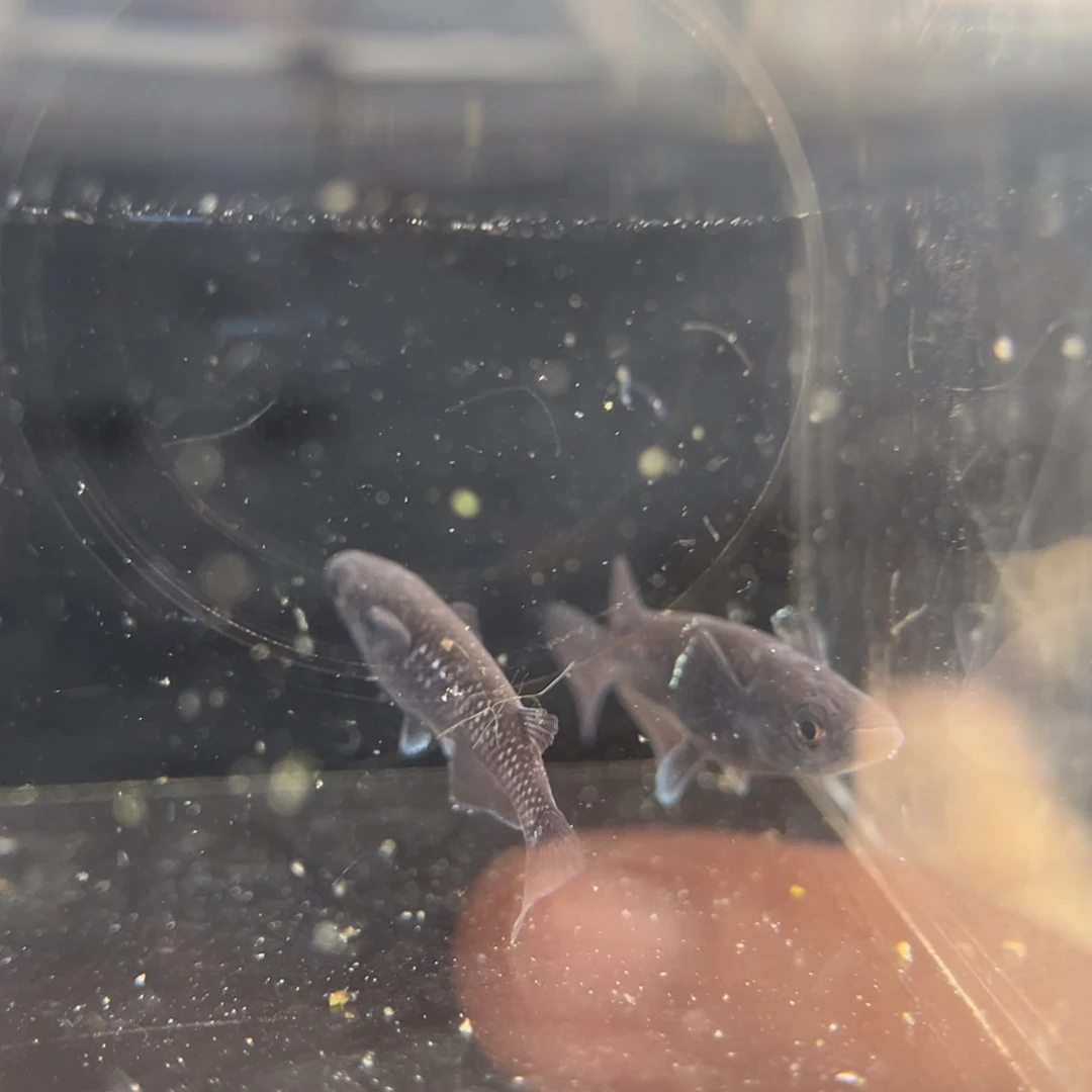 青鳉鱼201耀变天目五尾