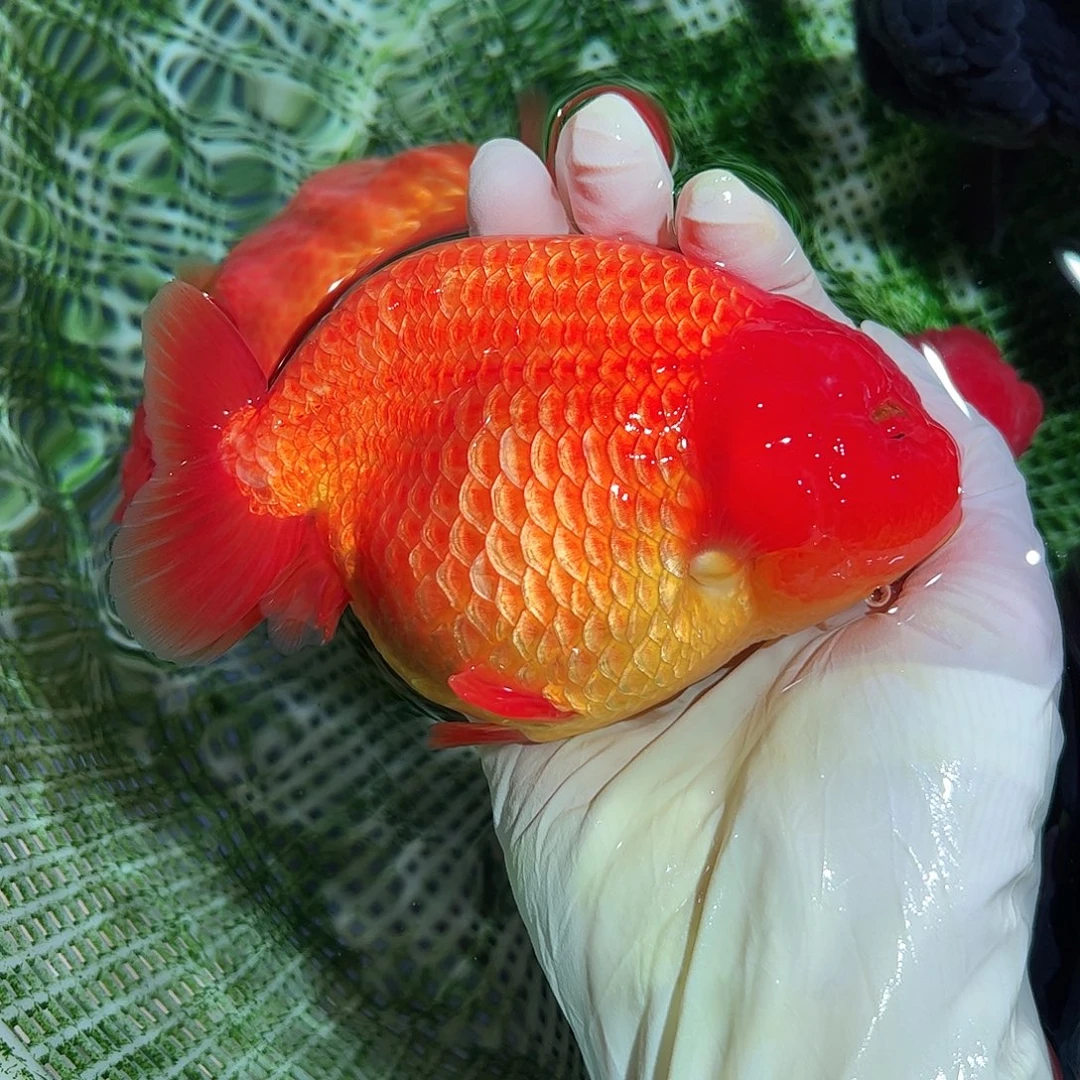 海水鱼买够三条顺丰包邮陆运