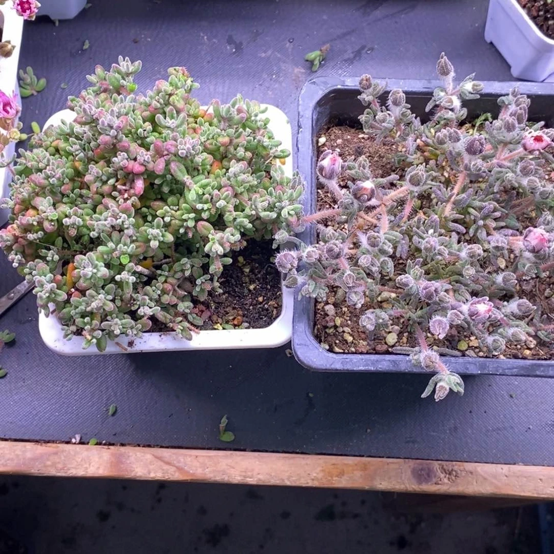 梦***?447狐尾➕红宝石。