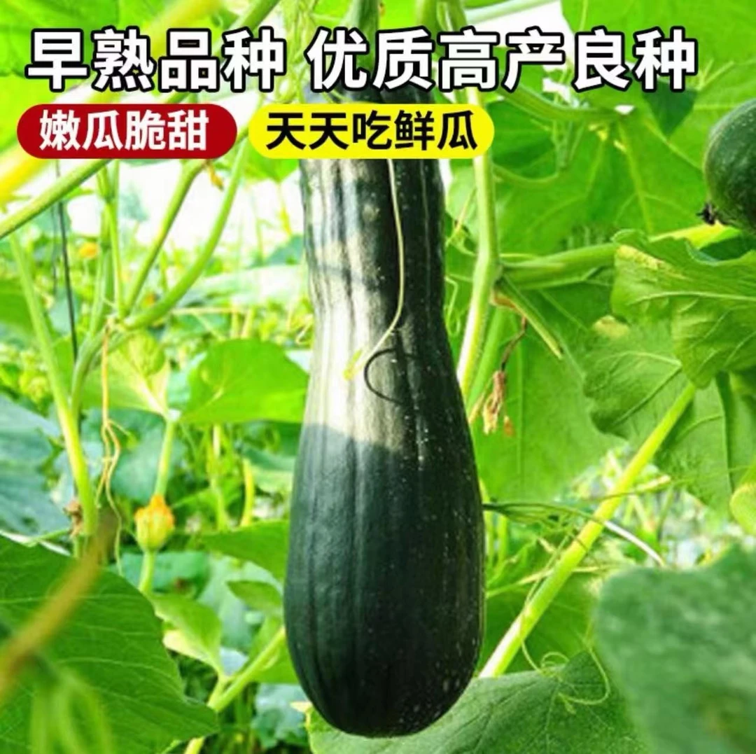 籽种拍三送一黑满地七叶早南瓜种子早熟高产黑长细南瓜蔬菜种子