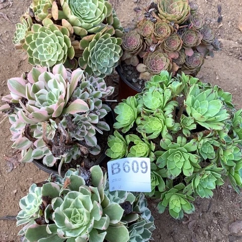 609五颗法师多肉植物