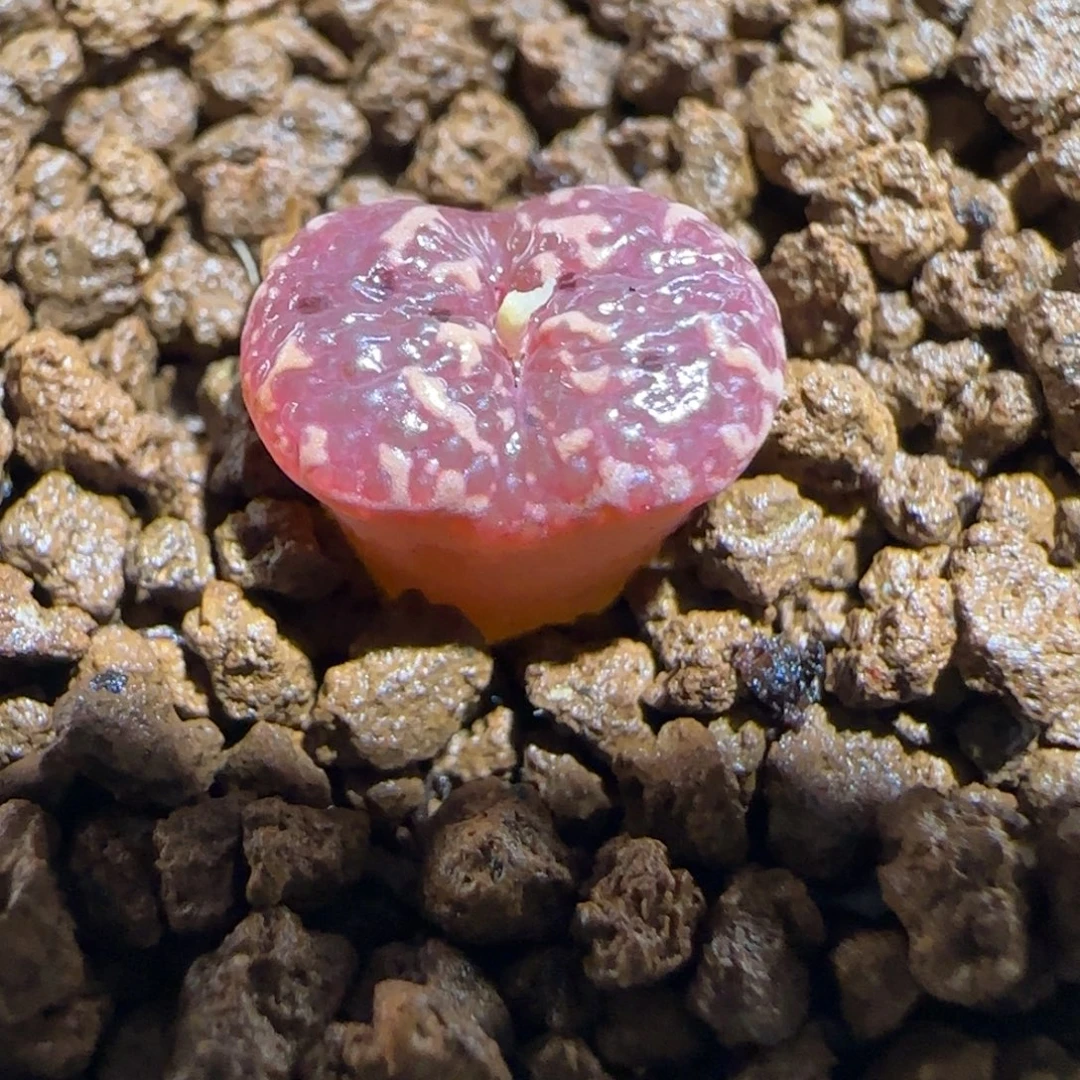 肉锥多肉植物组合-泡泡勋474