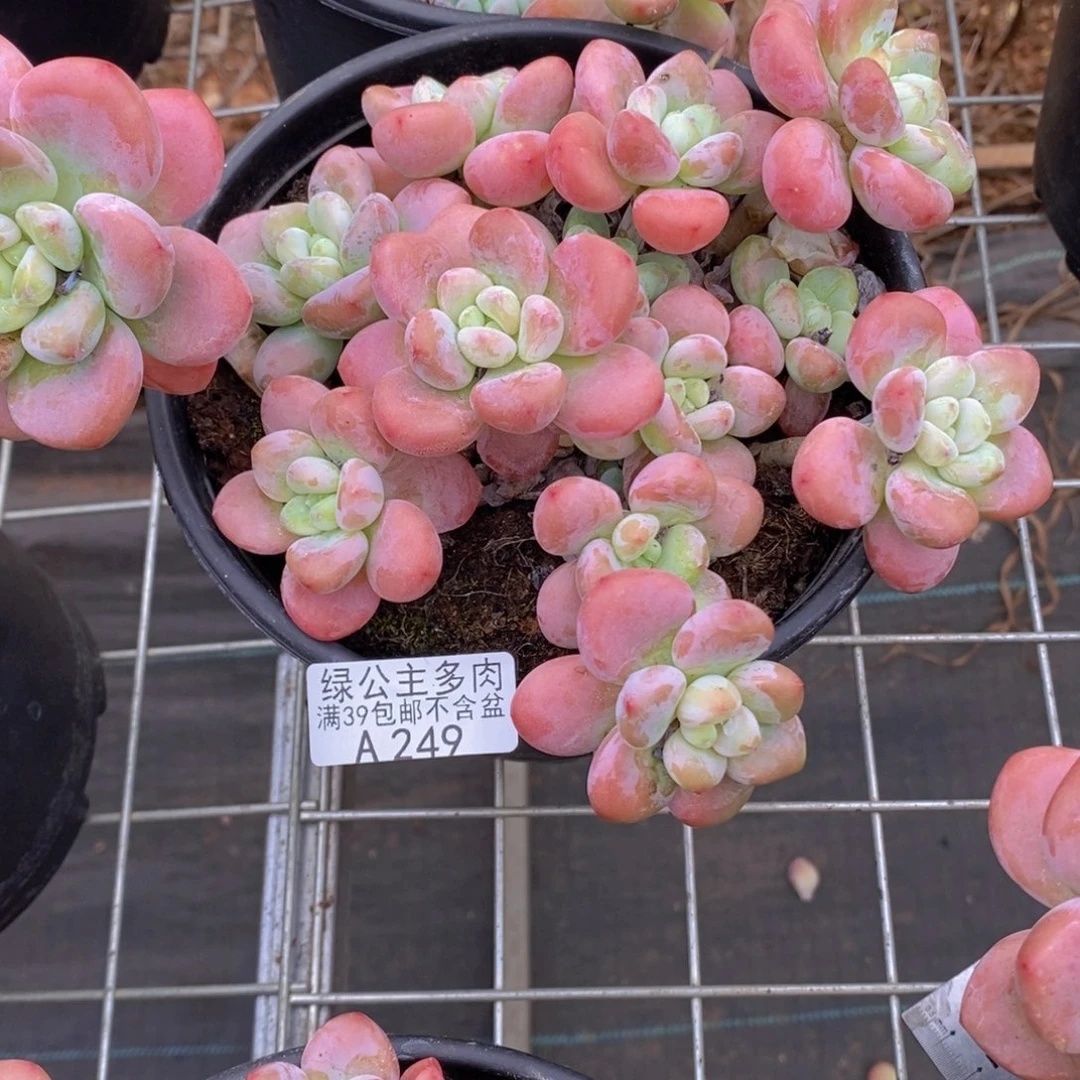 樱花洛神15cm249多肉植物