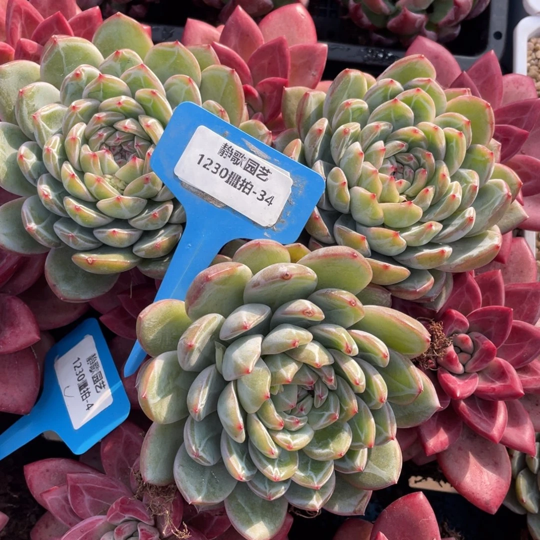 1230-34-雪花珍妮大单头一颗量拍