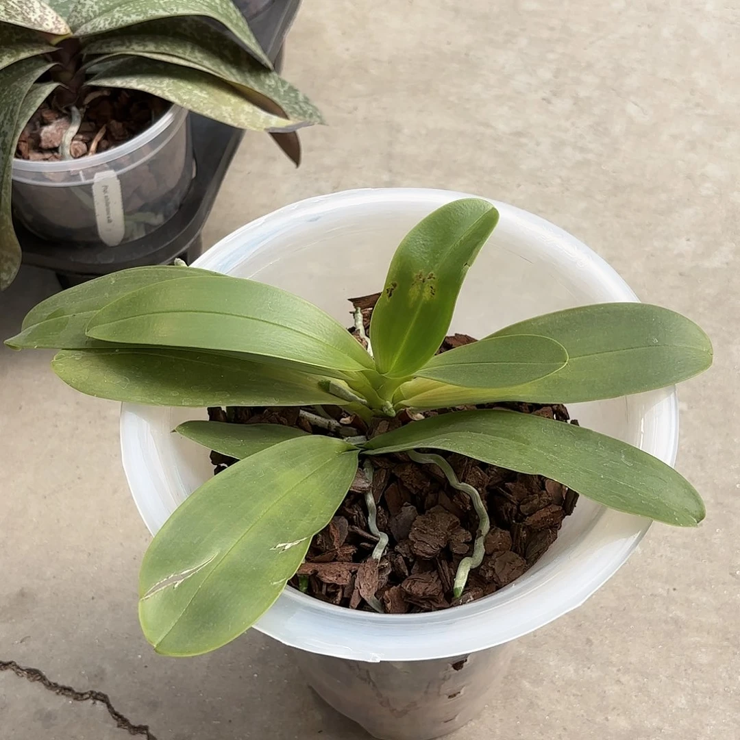 我***良当前无花栽培后可以开花白交蓝路德