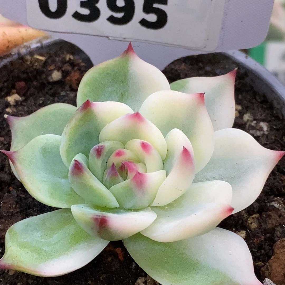 395宽锦娃娃哈哈哈哈