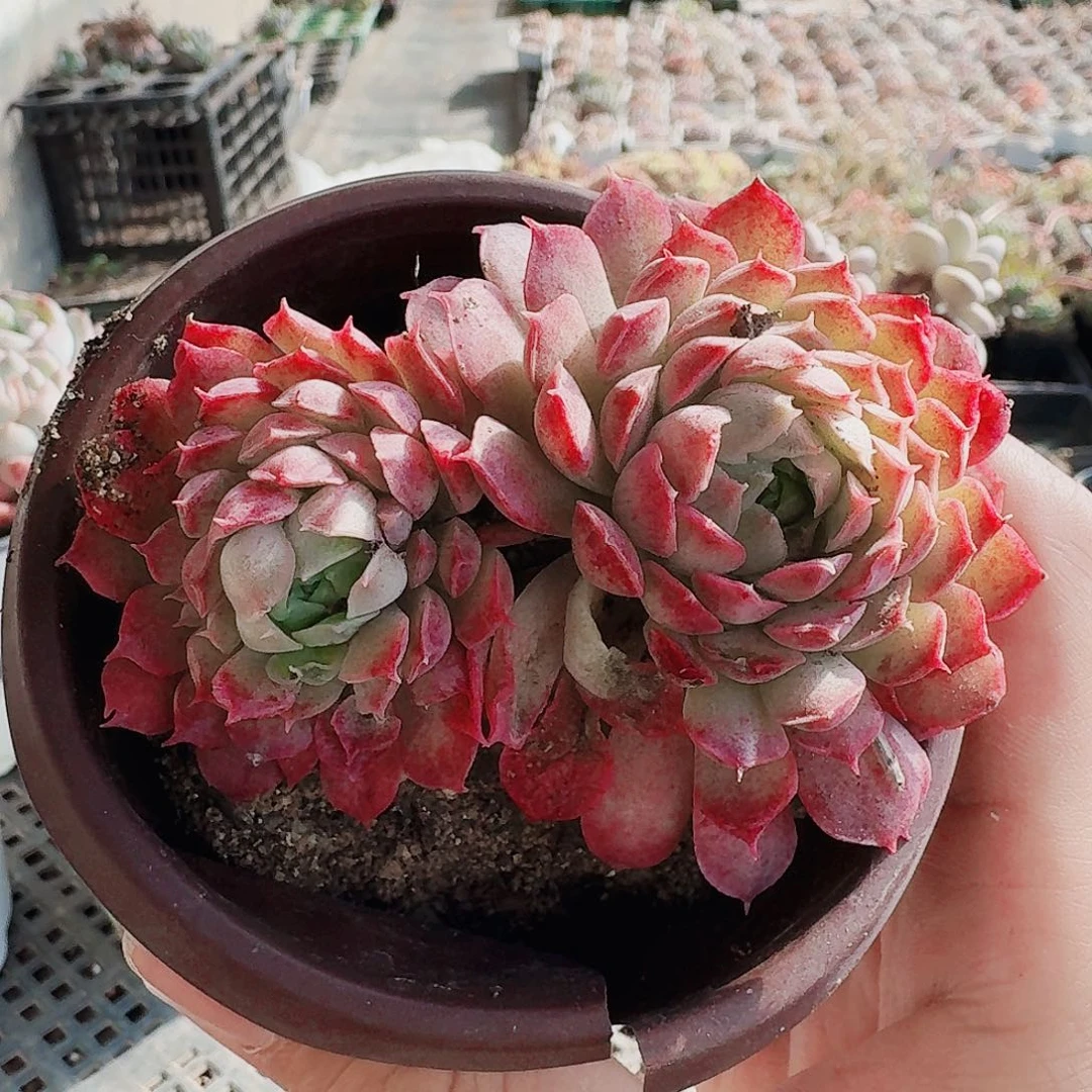 满20包邮零下拍保温箱