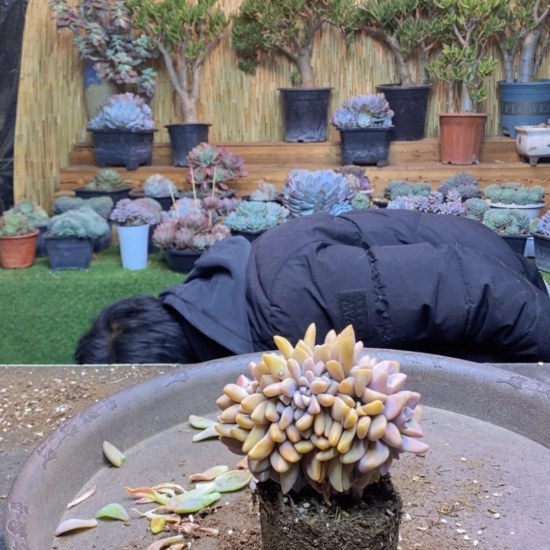 朵*?E39号号淡雪缀化多肉