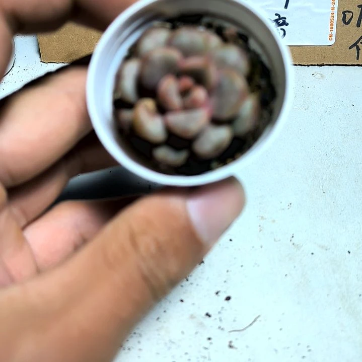 满6元包邮，葡萄小苗拇指盆