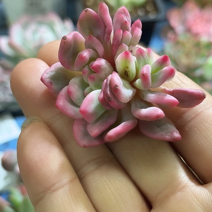 424爱丽儿锦缀化无根无售后