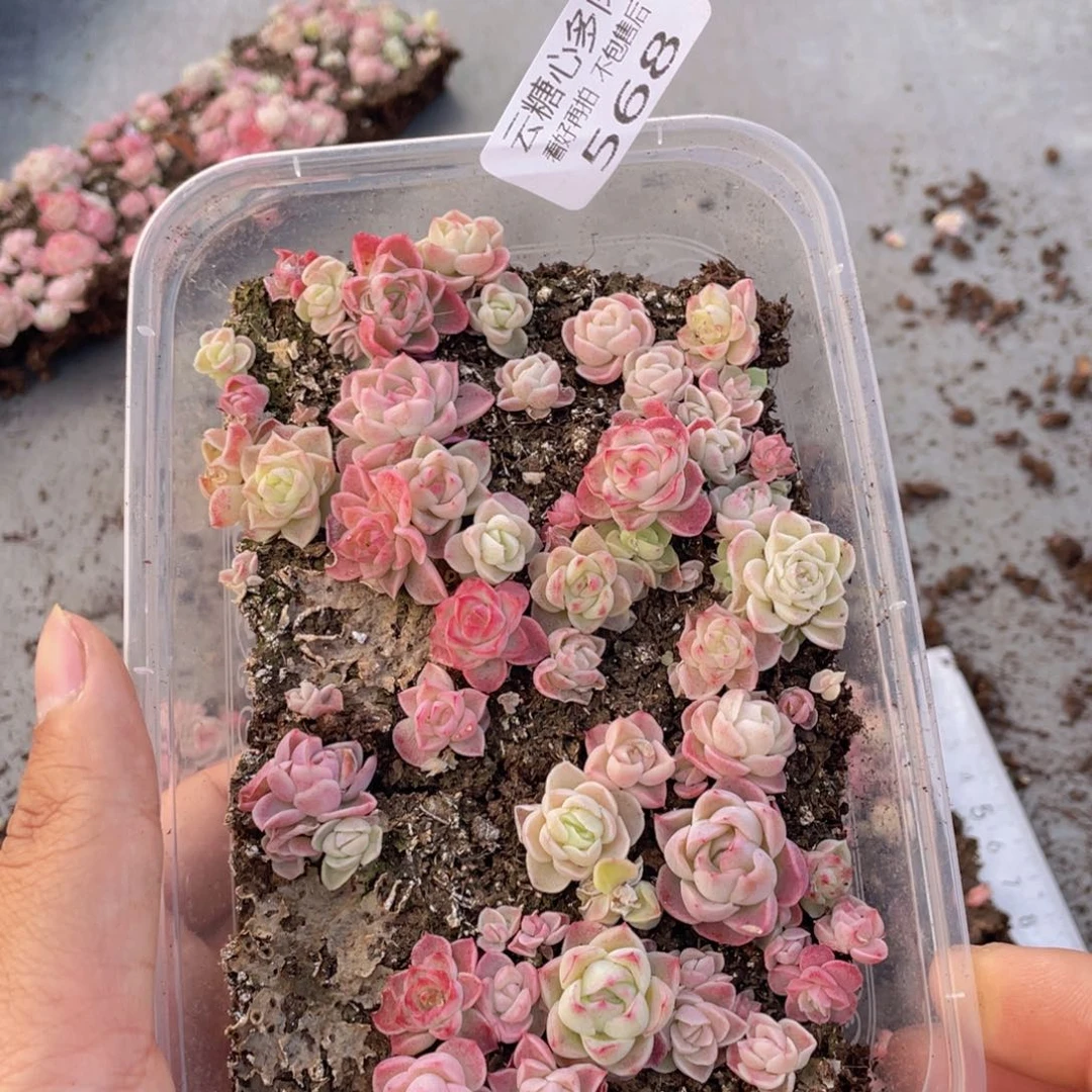 云糖心多肉植物568