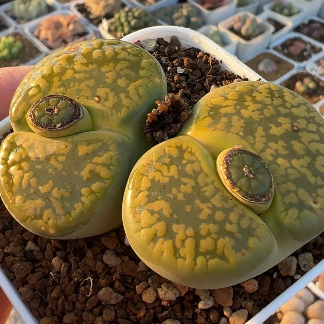 黄金日轮母本带盆多肉植物百科