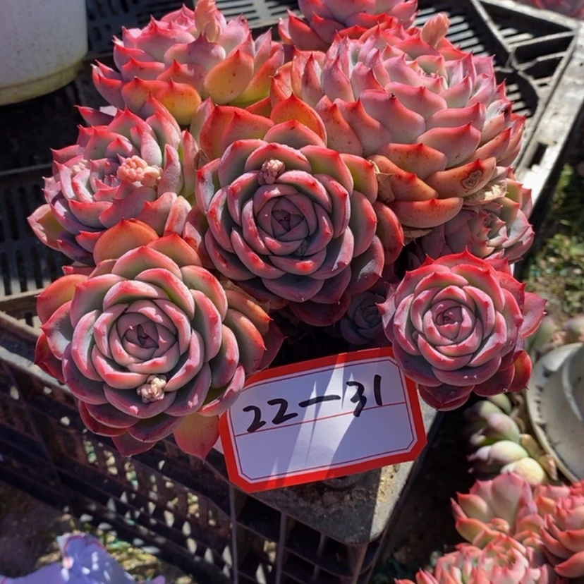 【闪购商品】半*多肉植物的