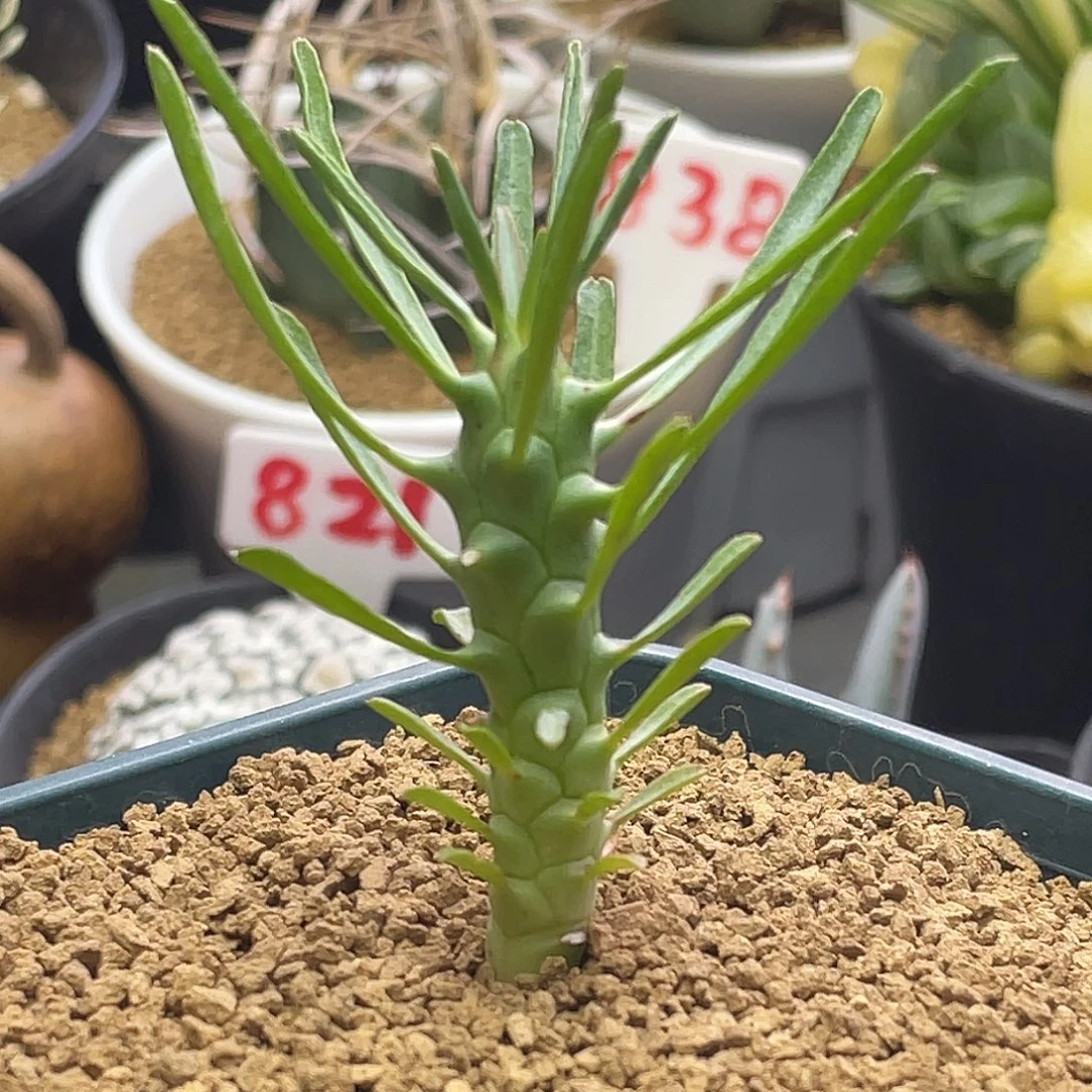 实生转轮王大戟 带盆土发货