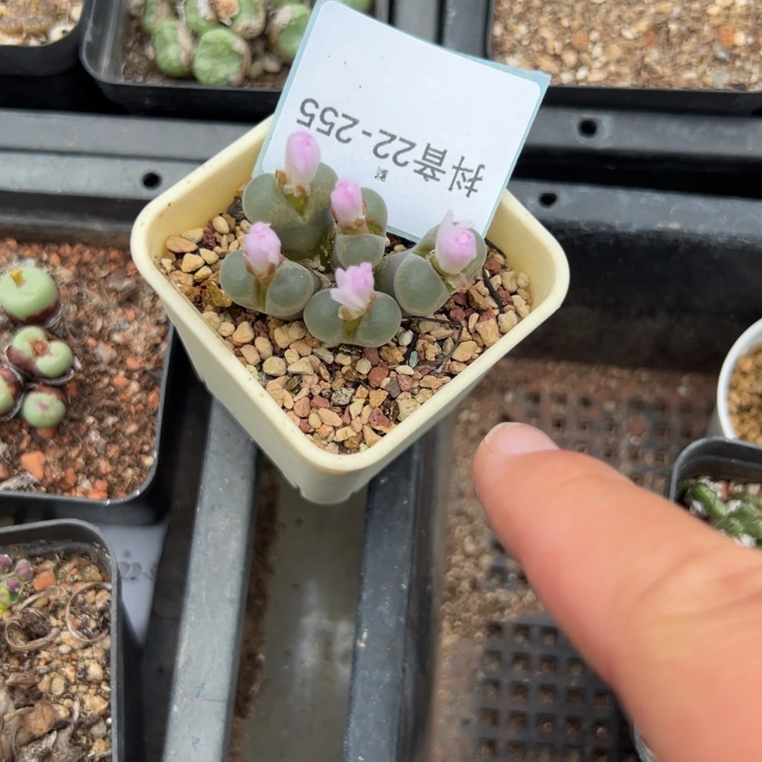 22-255肉锥多肉植物