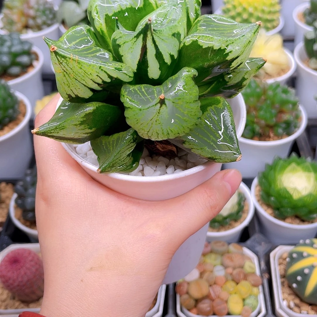 母本裹般若，原盆