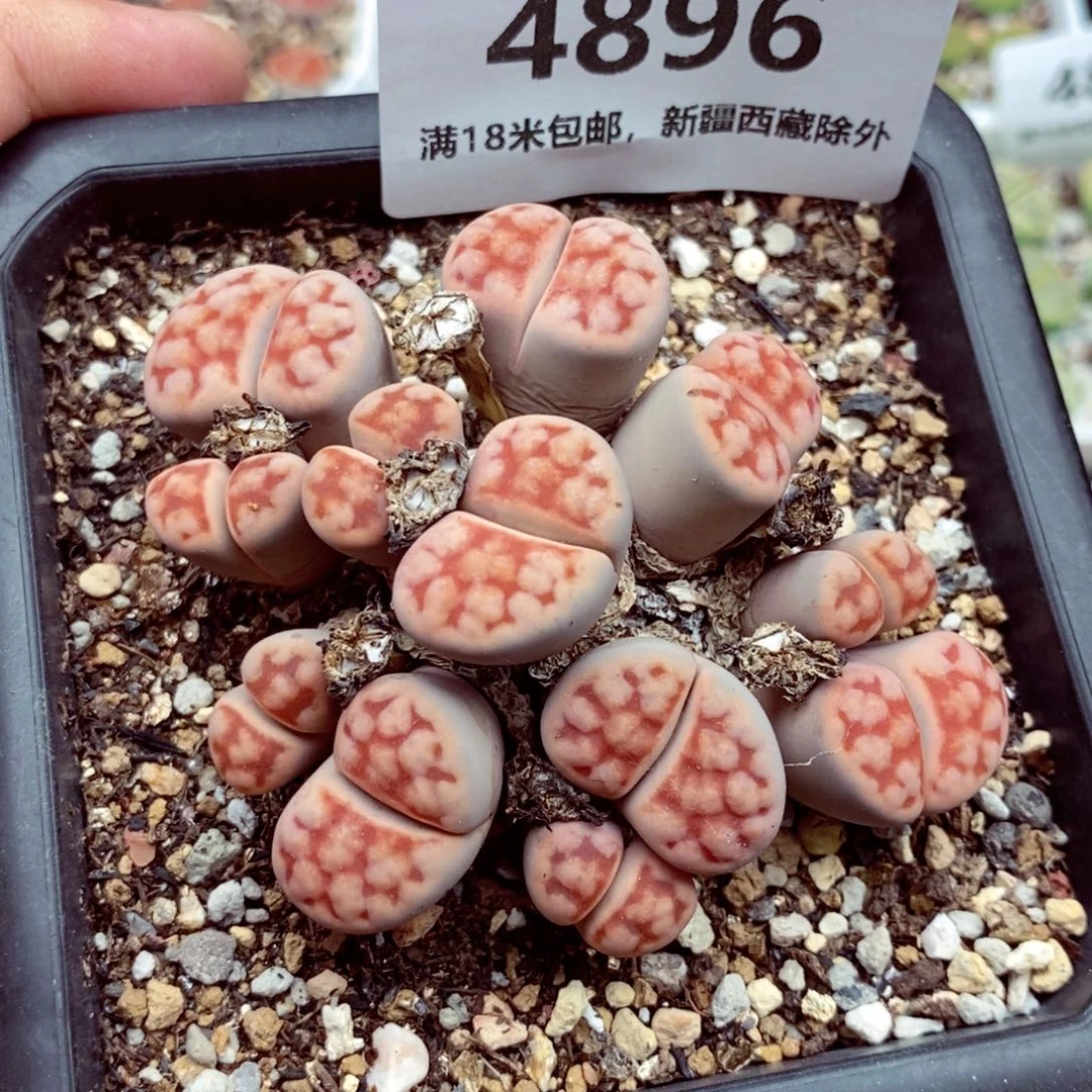 4896。