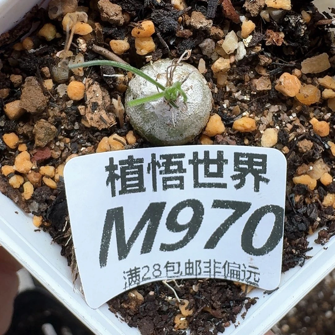 多肉植物的润泽无法