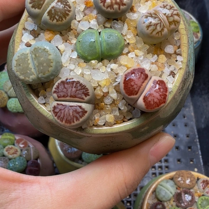 多肉植物的生长发育