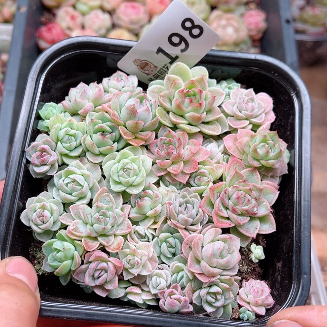 多肉植物多肉植物