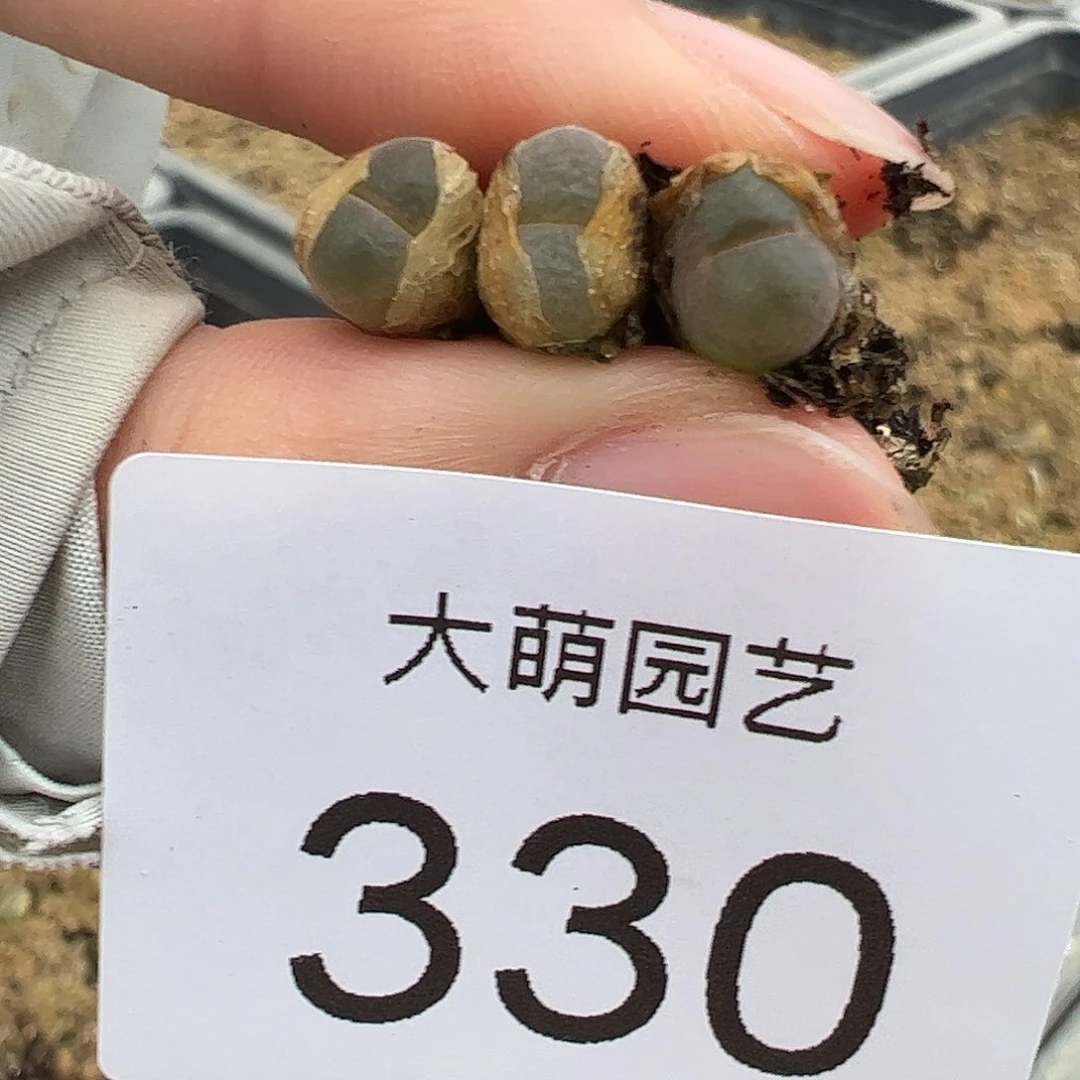 0000330量拍以下1颗恩东风铃尺寸小