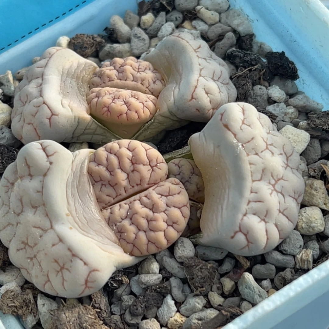 6912三头红纹蛙哥189一颗