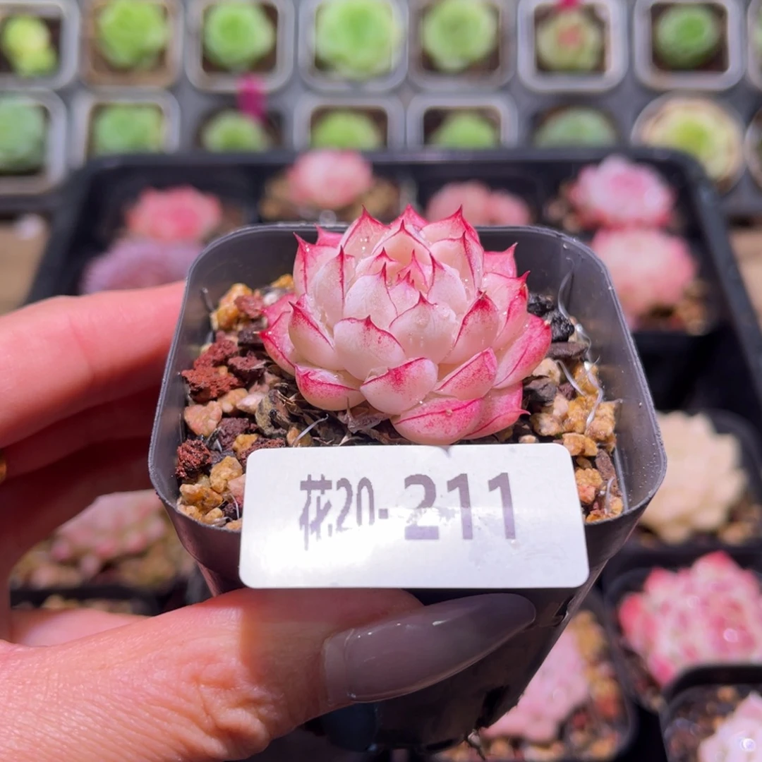 花利美20-211女王