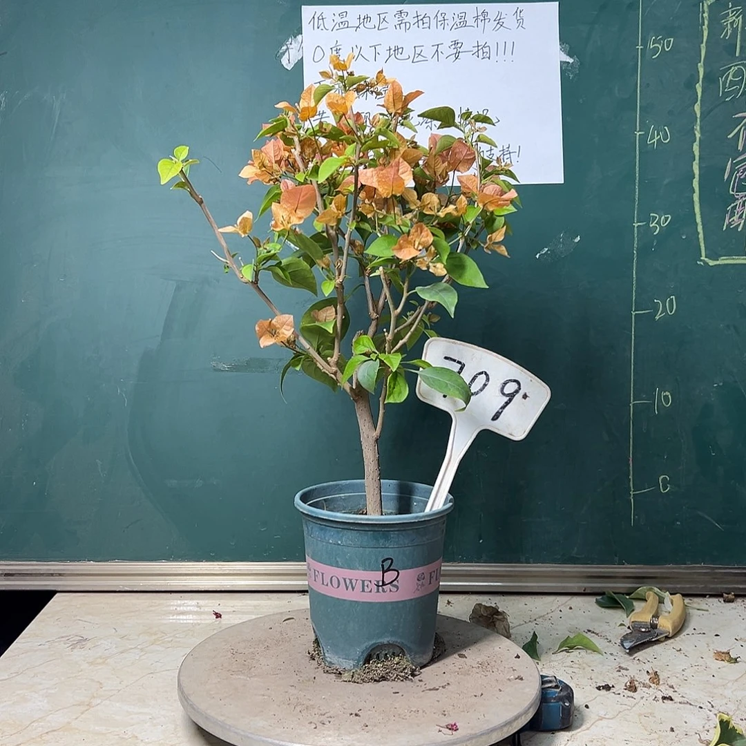 完全开放波伊斯玫瑰709