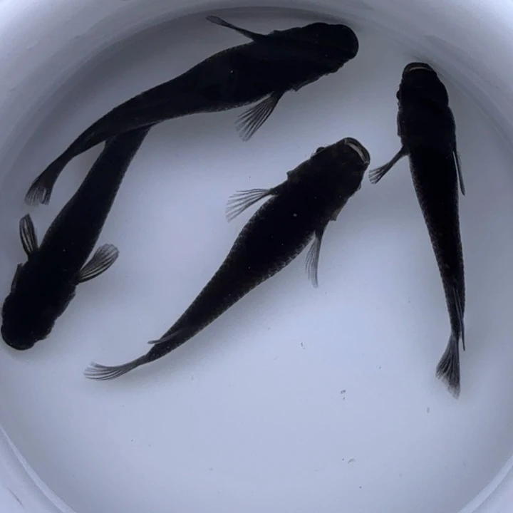 海水鱼大蛇39号青鳉