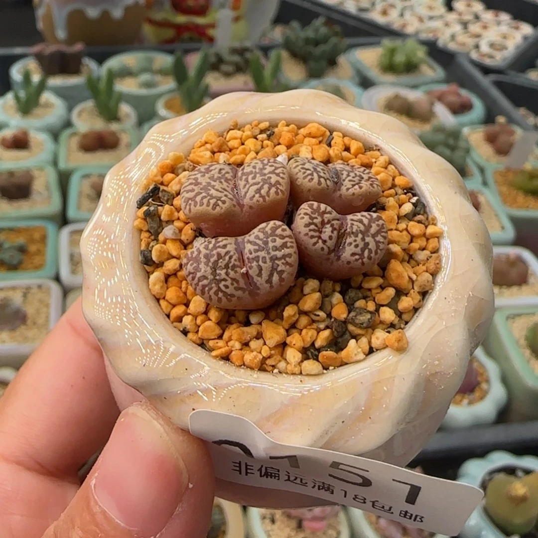 0151 一物一拍 带盆