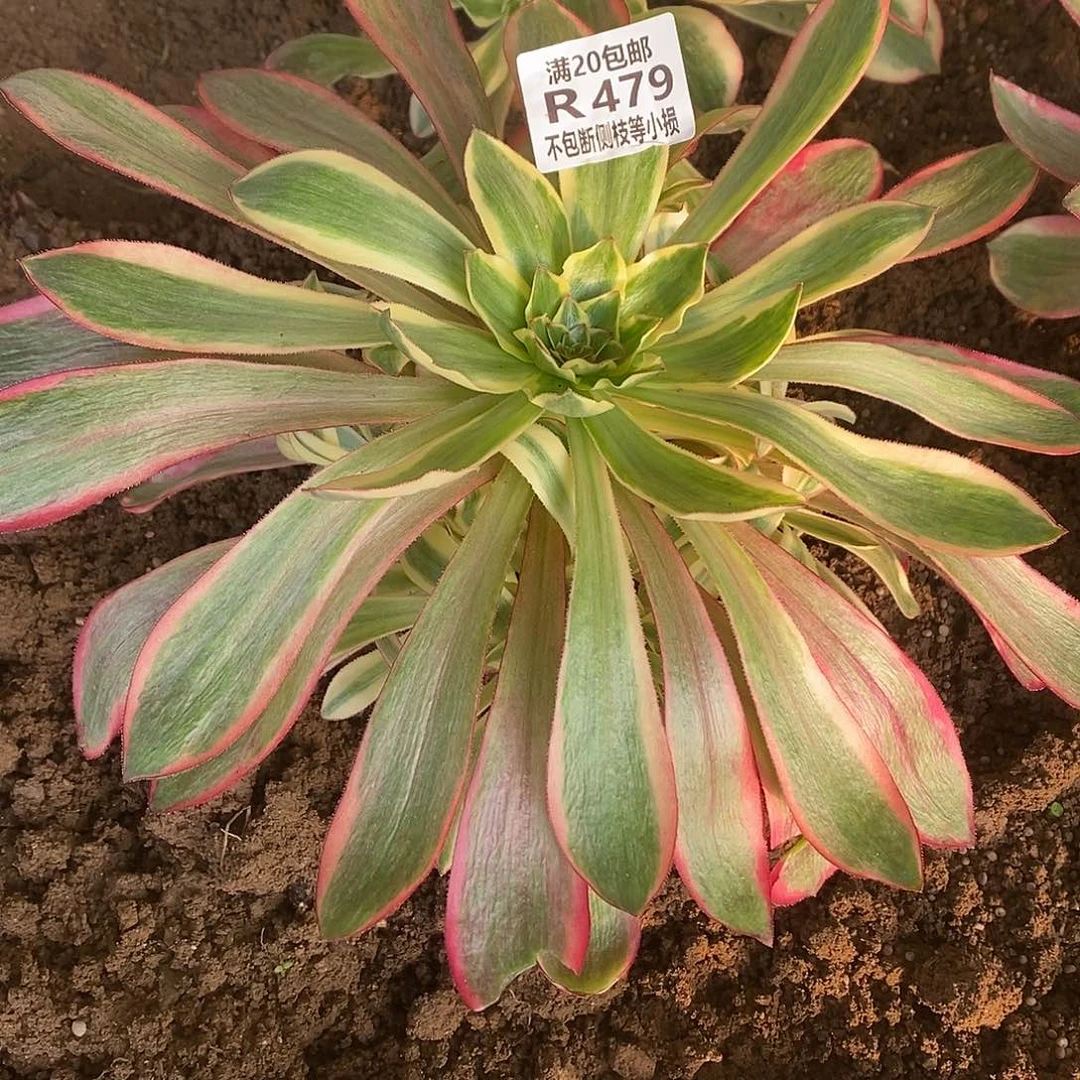 479红魔女多肉法师锦