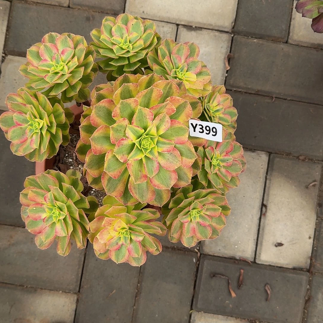 用****0399雨荷5555冠服26.7左右妖装