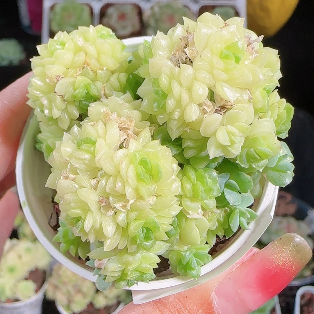 0926-144麦秆优选不包整