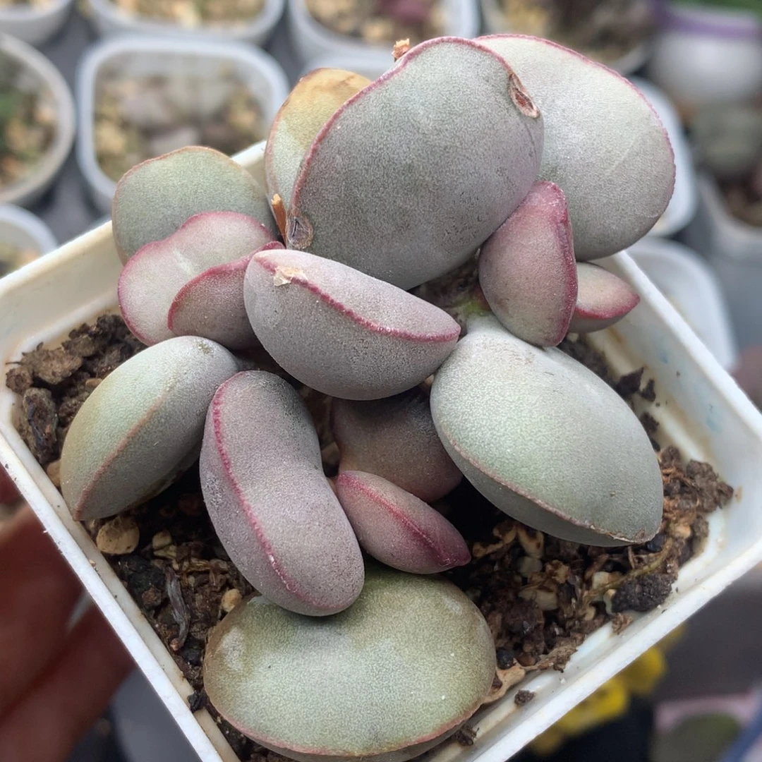 白肌红蛋 特价有瑕疵