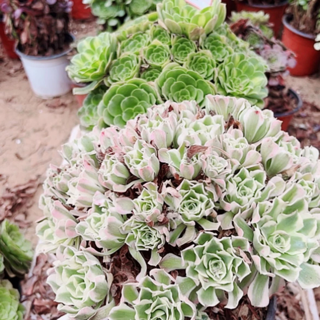 【闪购商品】无花朵?***?2号套餐2颗多肉植物