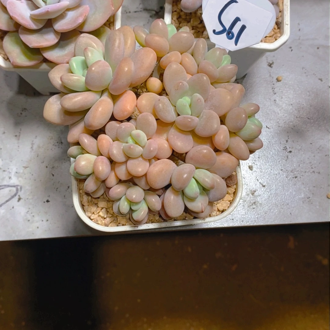 话***差香水洛神群多肉植物