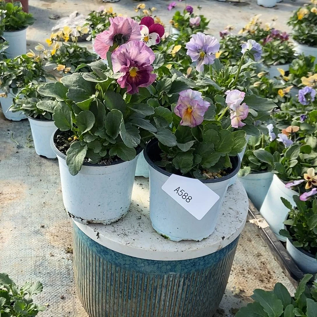 大部分花苞少量开放588