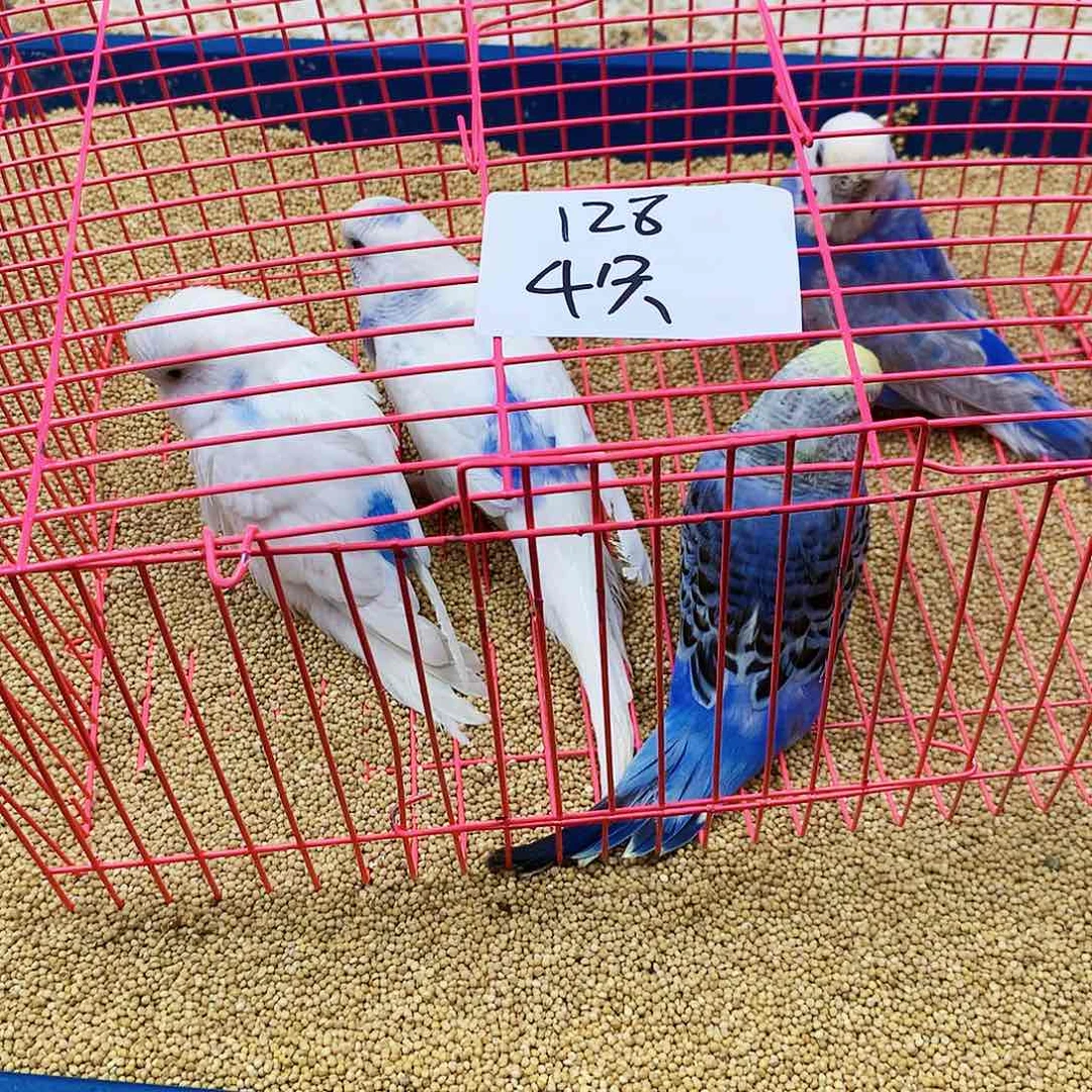 虎皮鹦鹉叶*?虎皮鹦鹉