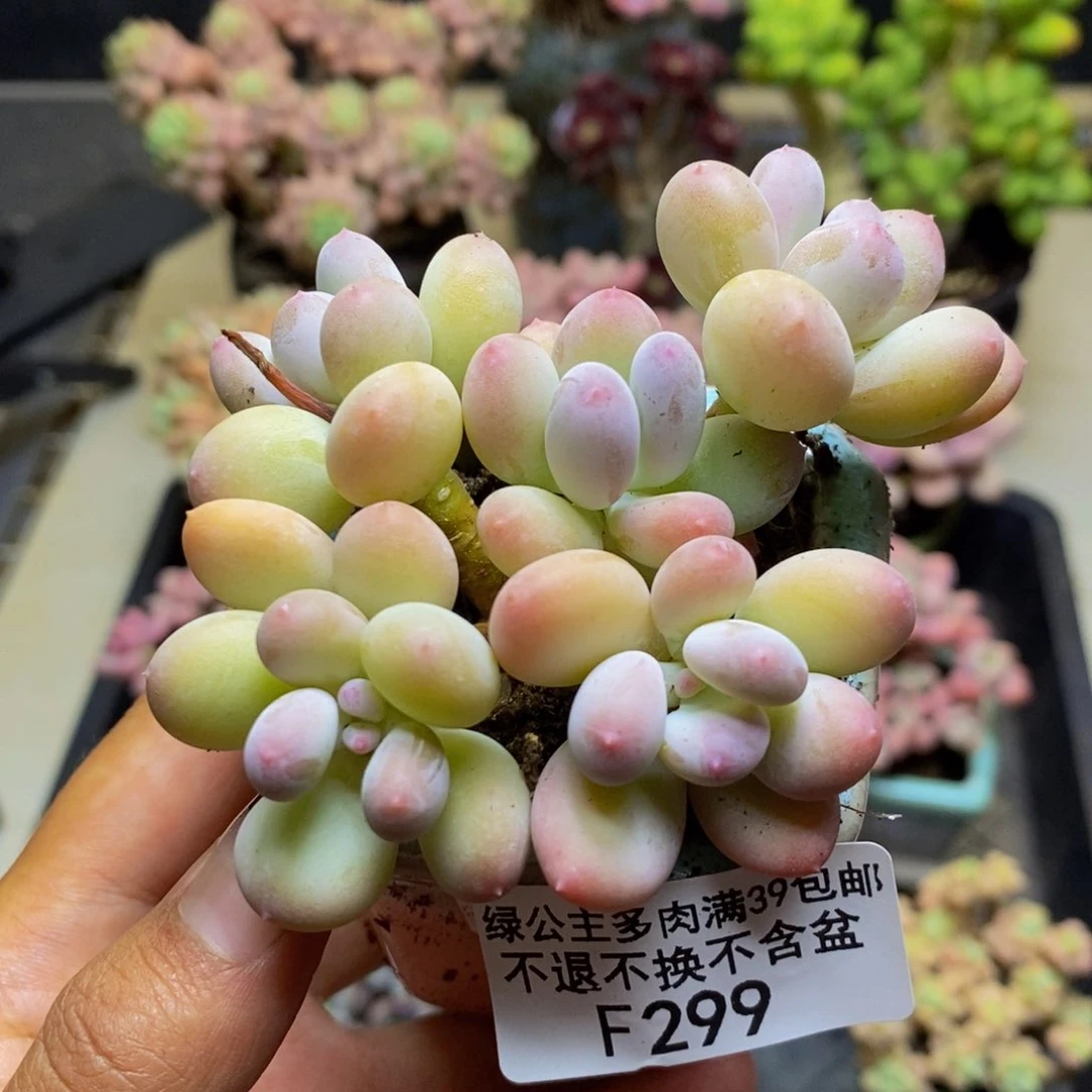 298苹果奶二代多肉5c m