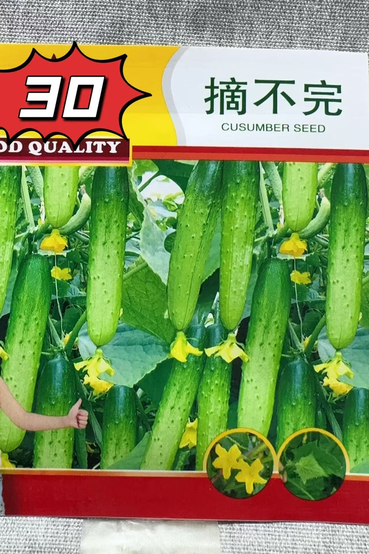 30摘不完早熟黄瓜籽一代杂交