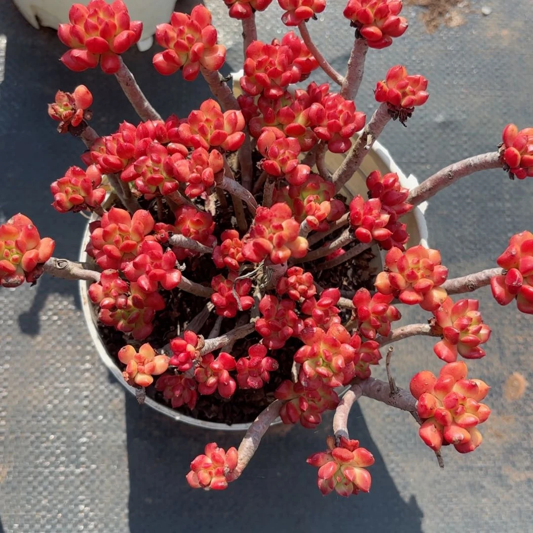 红**叶红灯笼19-10。