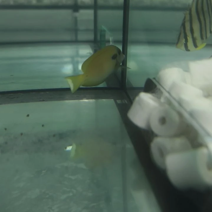 6-8黄一字吊秒颗粒