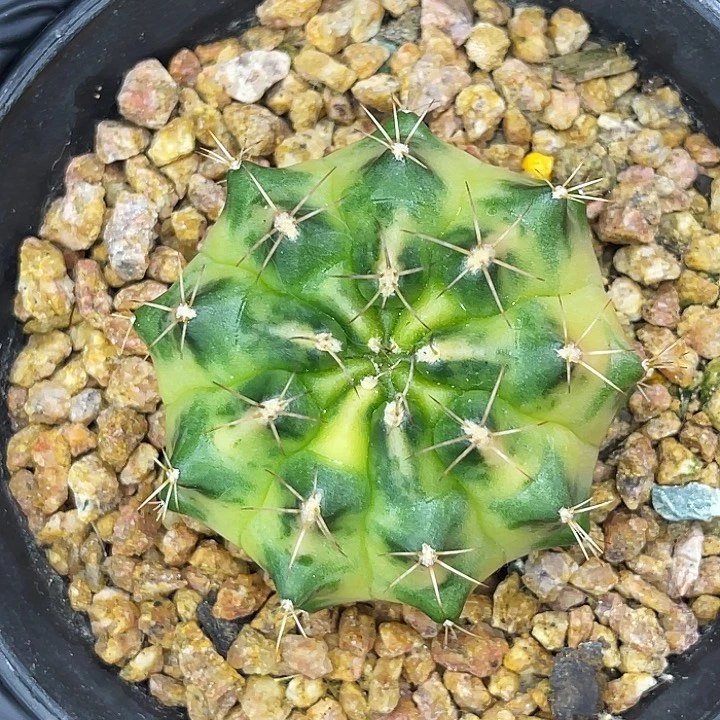 月亮系列 名品侧。